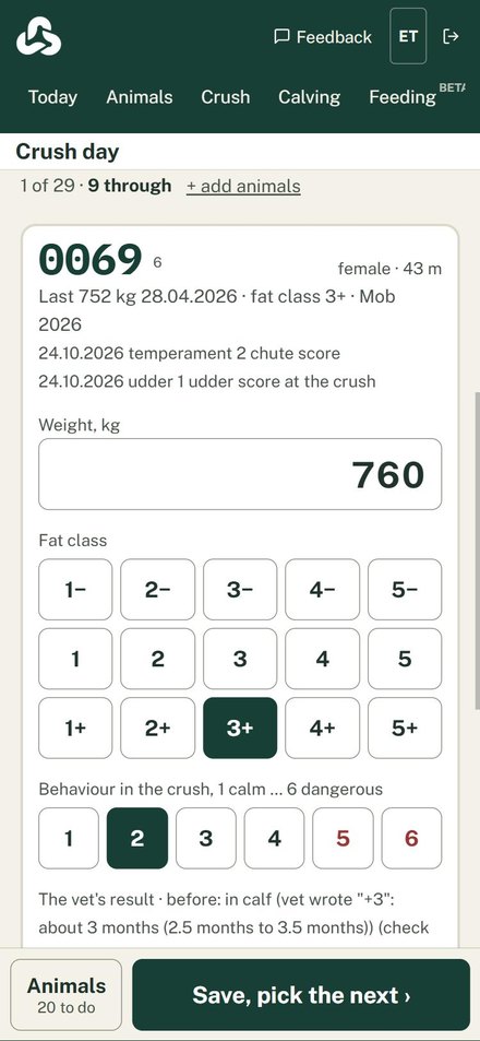 Kari on the phone: the crush card for cow 0069, weight 760 kg and the condition-score buttons
